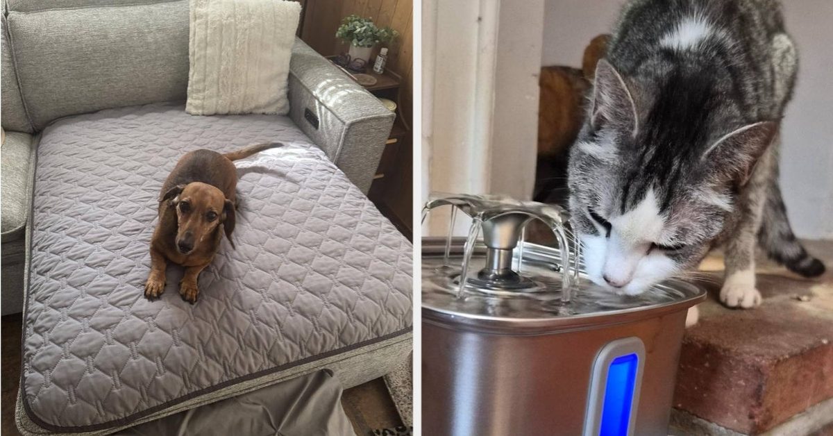 I Know You Love Your Pet, But If They’re Getting On Your Nerves Right Now, These 29 Things May Be Able To Help