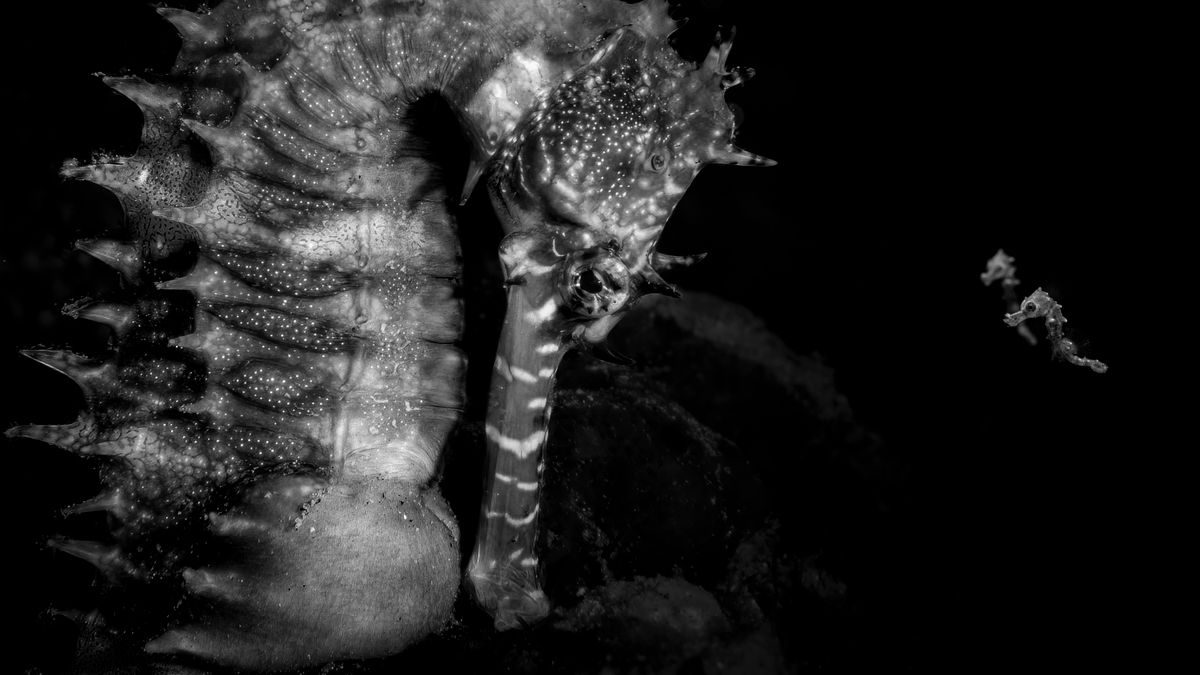 »Ocean Photographer of the Year«-Award 2026: Die besten Unterwasserbilder des Jahres