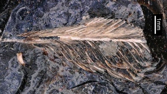 Dinosaurier-Kot: 66 Millionen Jahre alte Feder könnte Hinweise auf Vogelsterben liefern