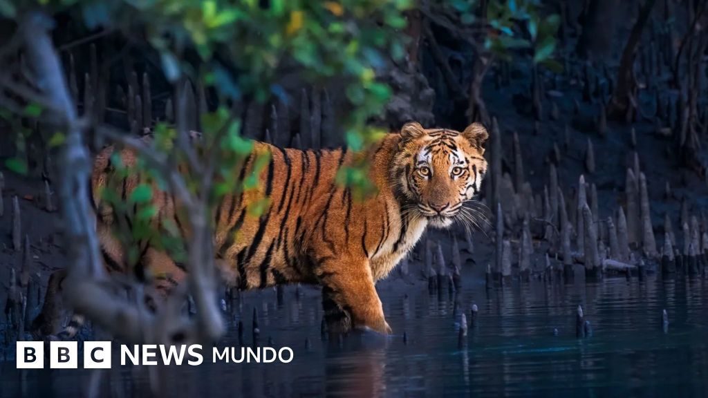 Los misteriosos bosques de manglar capturados en 13 impactantes imágenes