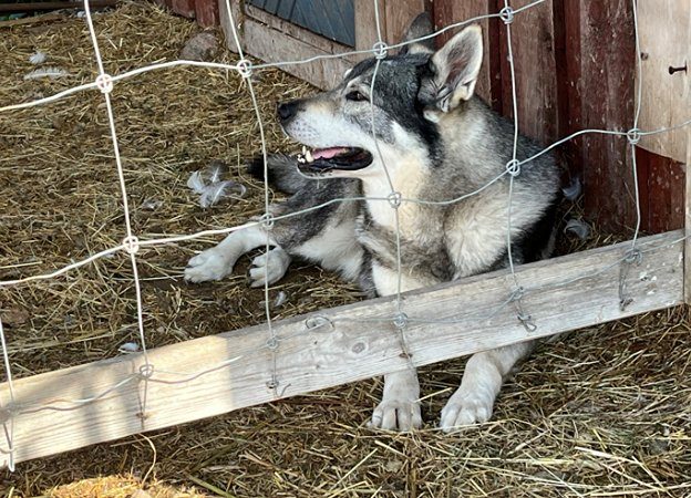 Polisen: Känner du igen hunden?
