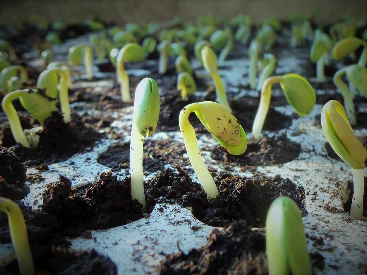 Soybeans Breaking to New Highs on Thursday