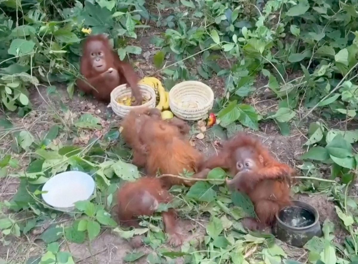 Authorities in India rescue baby orangutans dumped in forest