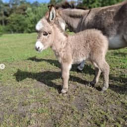 Zwaar mishandeld ezeltje dood in Brabantse wei gevonden, politie zoekt getuigen