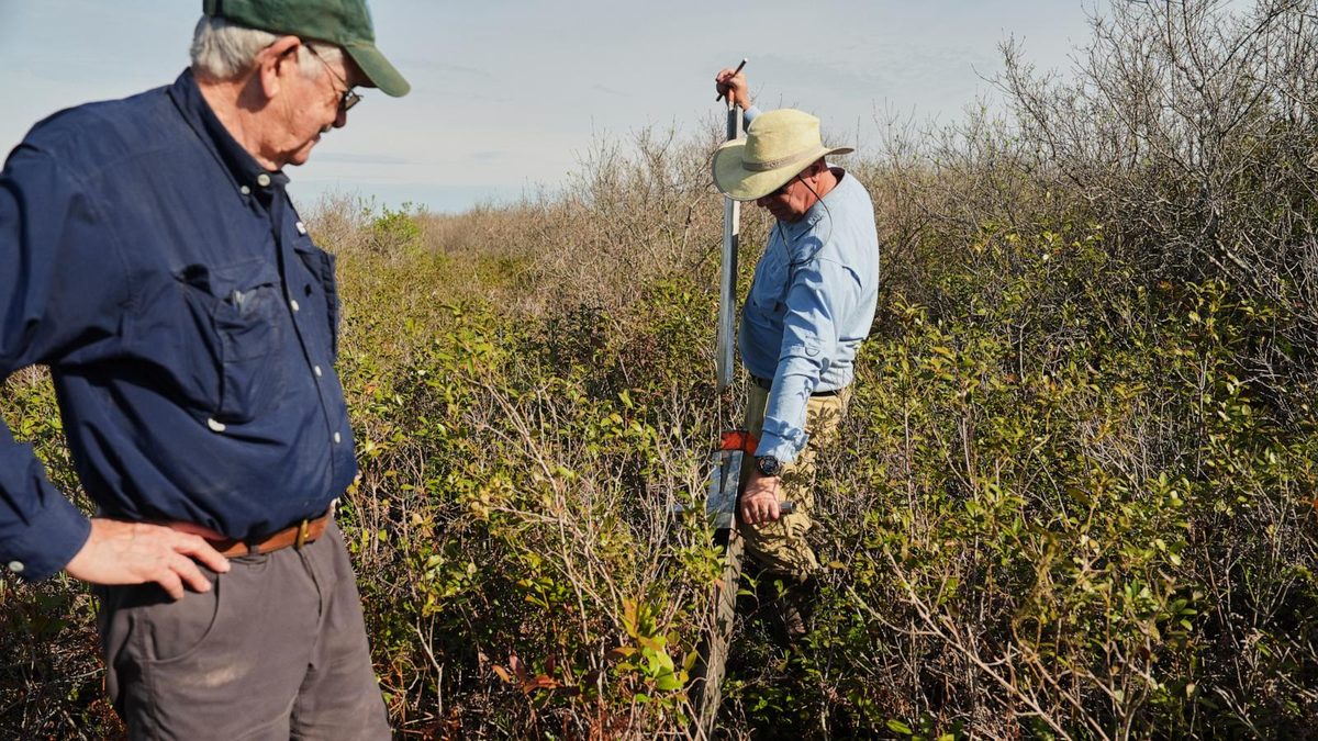 In North Carolina, a race is on to restore critical peatland before it dries up or is destroyed