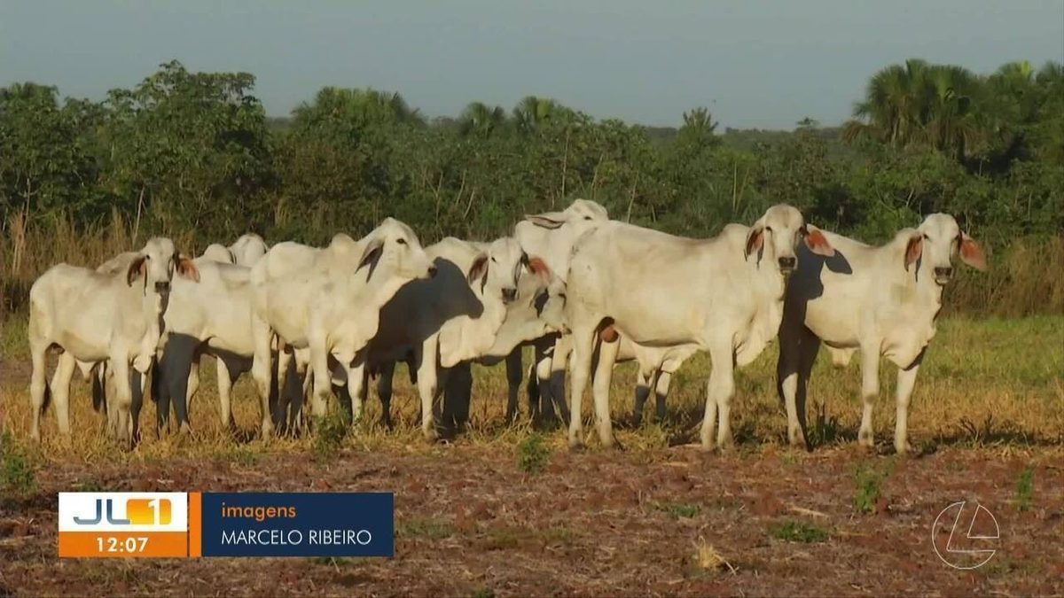 Brasil pode ficar com até 40% da nova cota de importação de carne bovina dos EUA; entenda