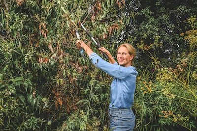 Je boom of planten zien er dood uit na deze hete zomer: snoeien of juist afblijven? “Doe eerst deze simpele test”