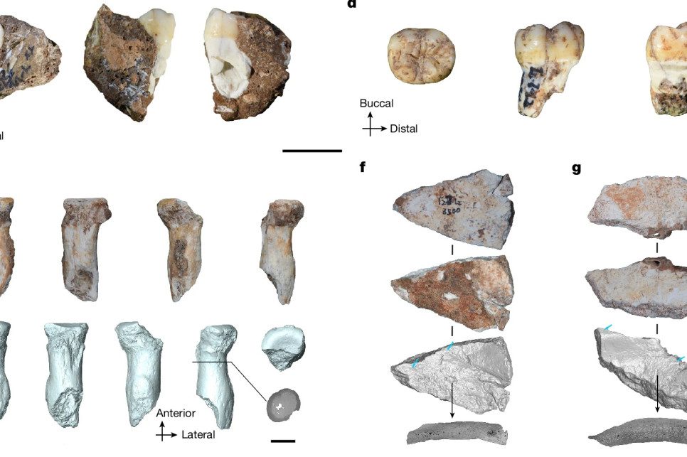 Paleoantropologiczna sensacja. Odkryto kolejne kości denisowian