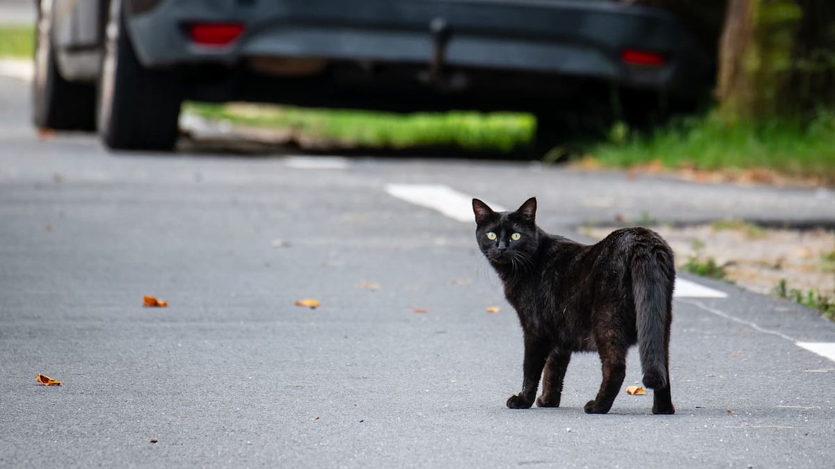 Freigang mit hohem Risiko - Können Katzen lernen, die Straße zu überqueren?
