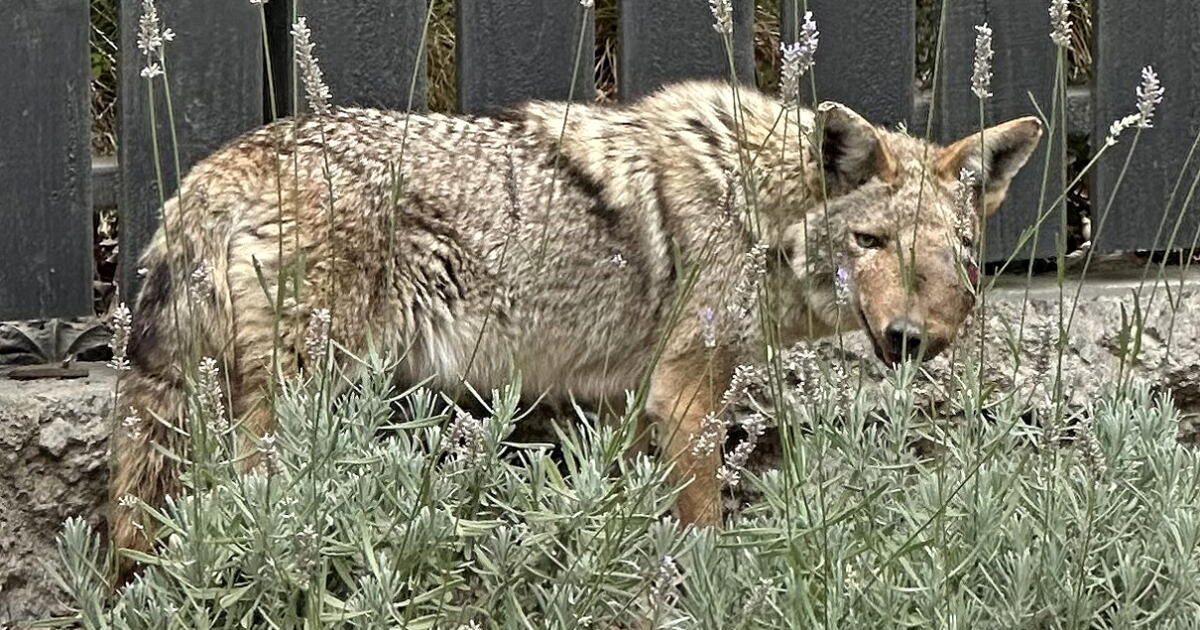 Shooting of beloved Studio City coyote 'Wendy' sparks hunt for justice