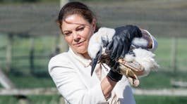 Storken Victoria död – hittades i Turkiet