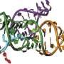 How one RNA nucleotide switch activates fluorescent dyes