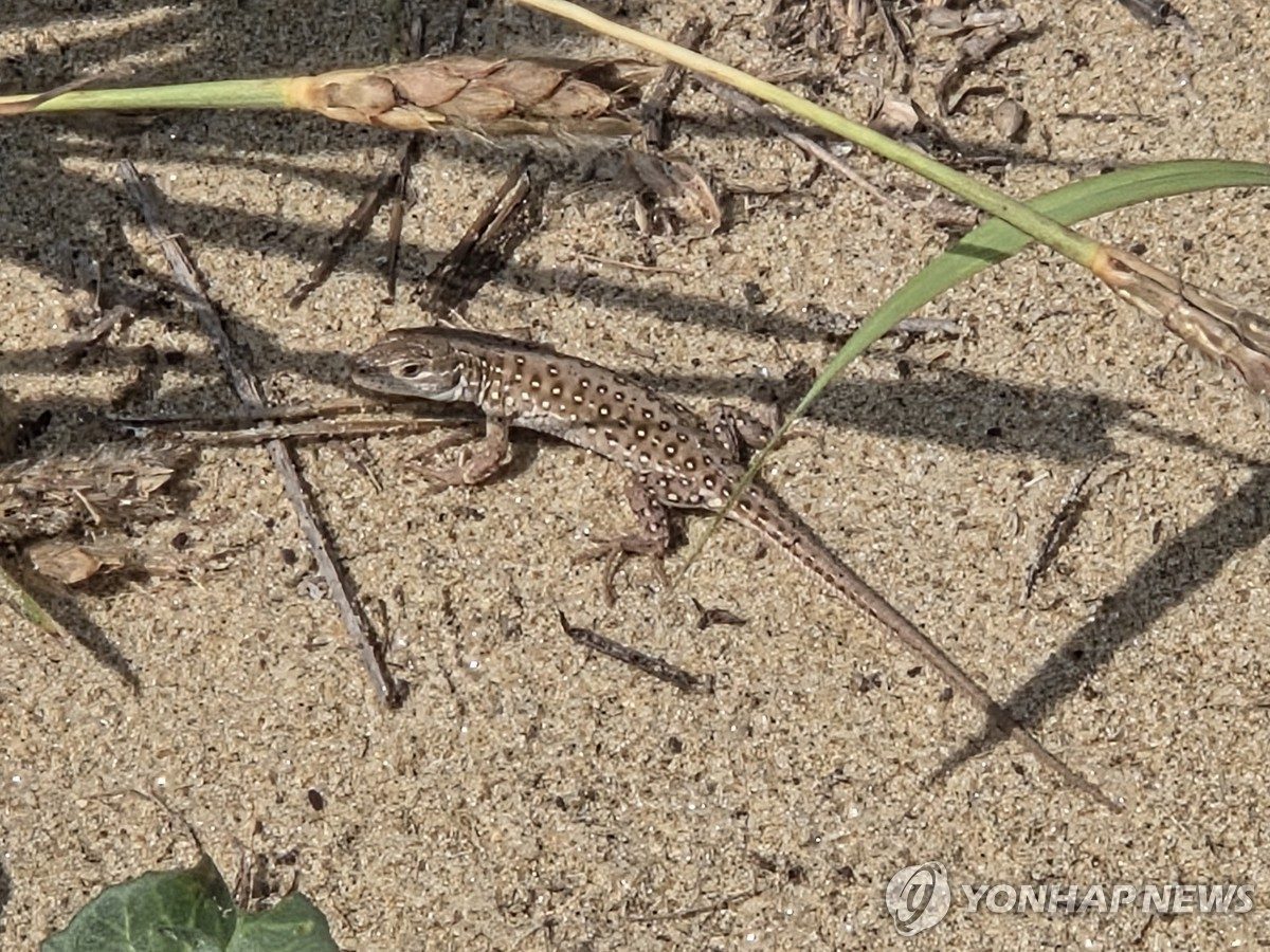 태안 해안사구서 멸종위기 표범장지뱀 79마리 서식지 정보 확보