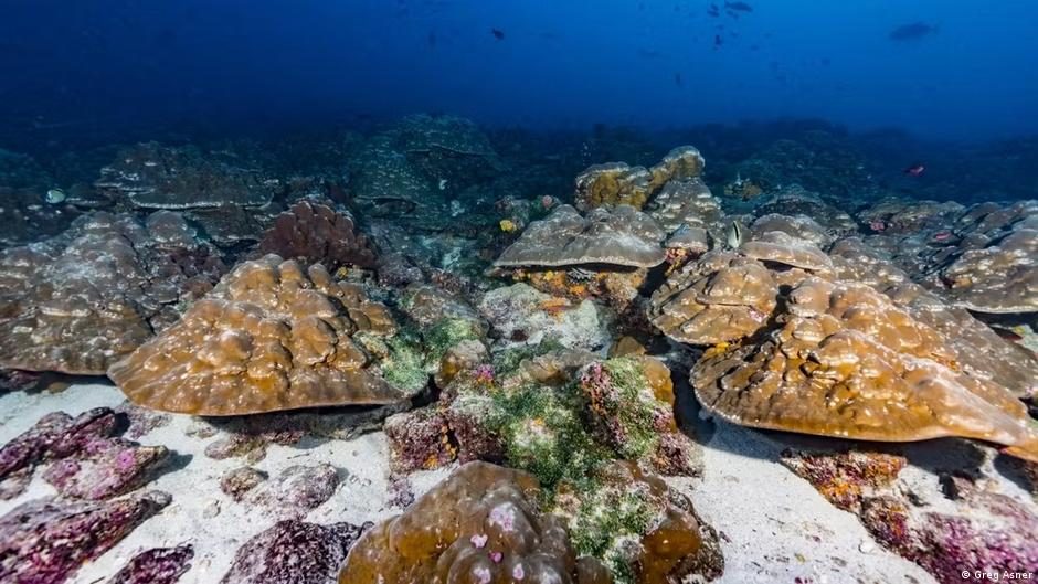 Corals as climate archive: Are El Niños intensifying?