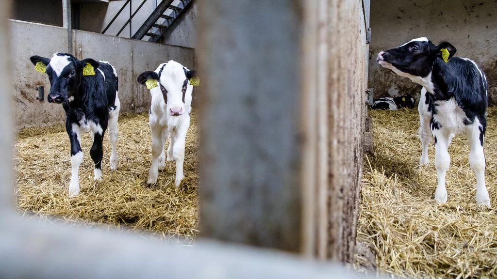 NVWA treedt op tegen transport kalfjes uit Ierland: te lang onderweg zonder melk
