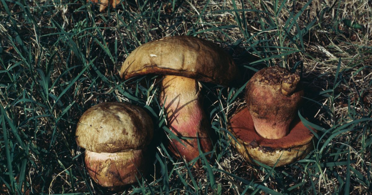 Nie każdy grzyb z gąbką jest jadalny. Te gatunki w polskich lasach lepiej omijać podczas grzybobrania