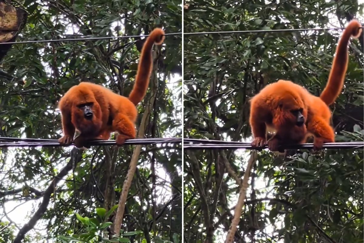 Bugio-ruivo se equilibra em fios e chama atenção no litoral de SP; VÍDEO