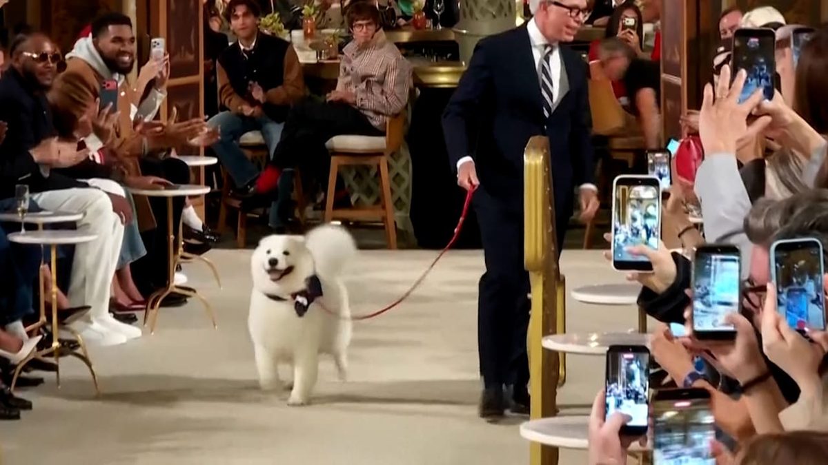 Bei Tommy Hilfiger-Show - Plötzlich wird ein Hund zum Star