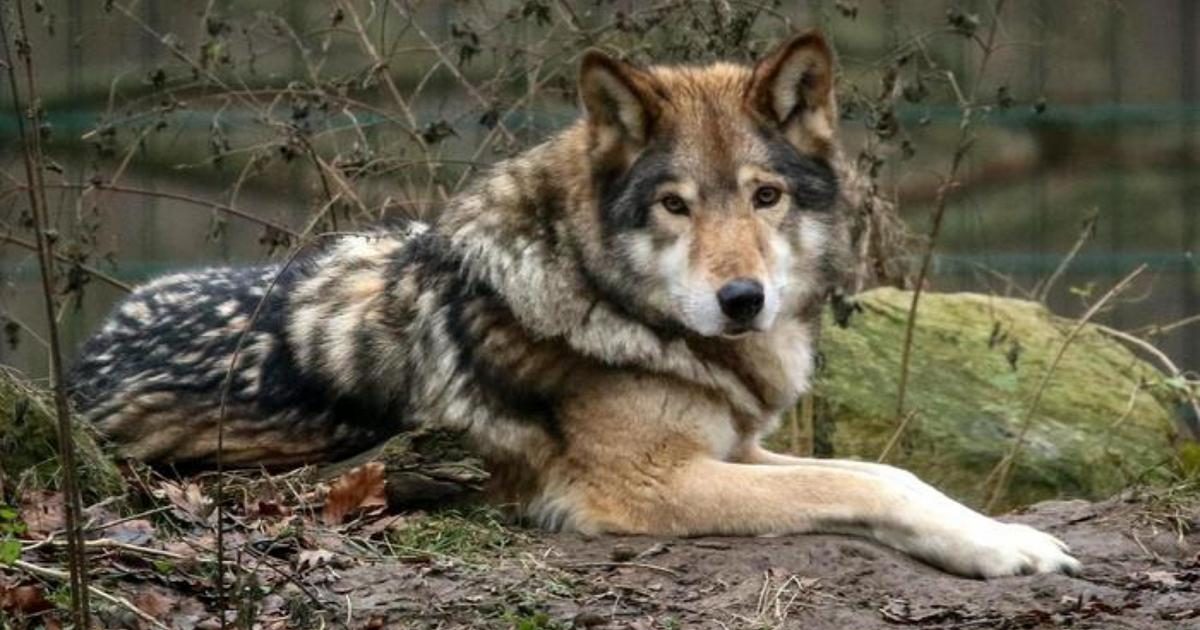 Alto Adige, ok all'abbattimento di un lupo, insorge la Lav: "Adottato il metodo Fugatti"