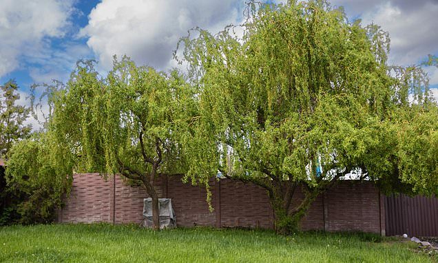 Can we force council to trim back willow trees overhanging in our garden even though they claim they have a 'lack of fu…