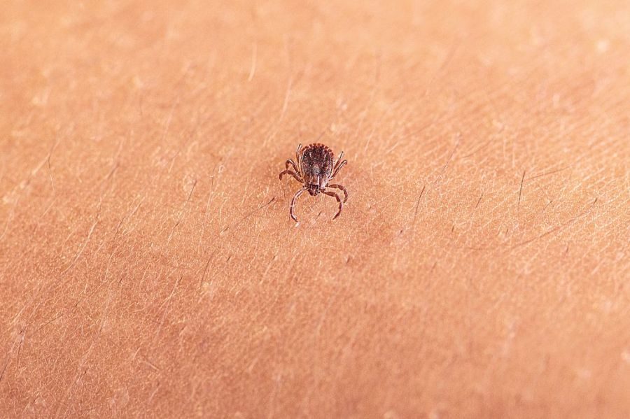 New virus detected in a tick invasive to the US. Should we be concerned?