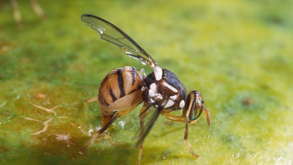 Trovata per la prima volta in Veneto la mosca orientale della frutta