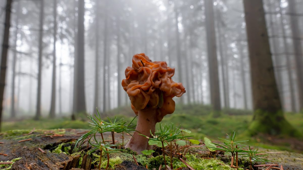 Tödliche Toxine – Gifte in Natur und Labor