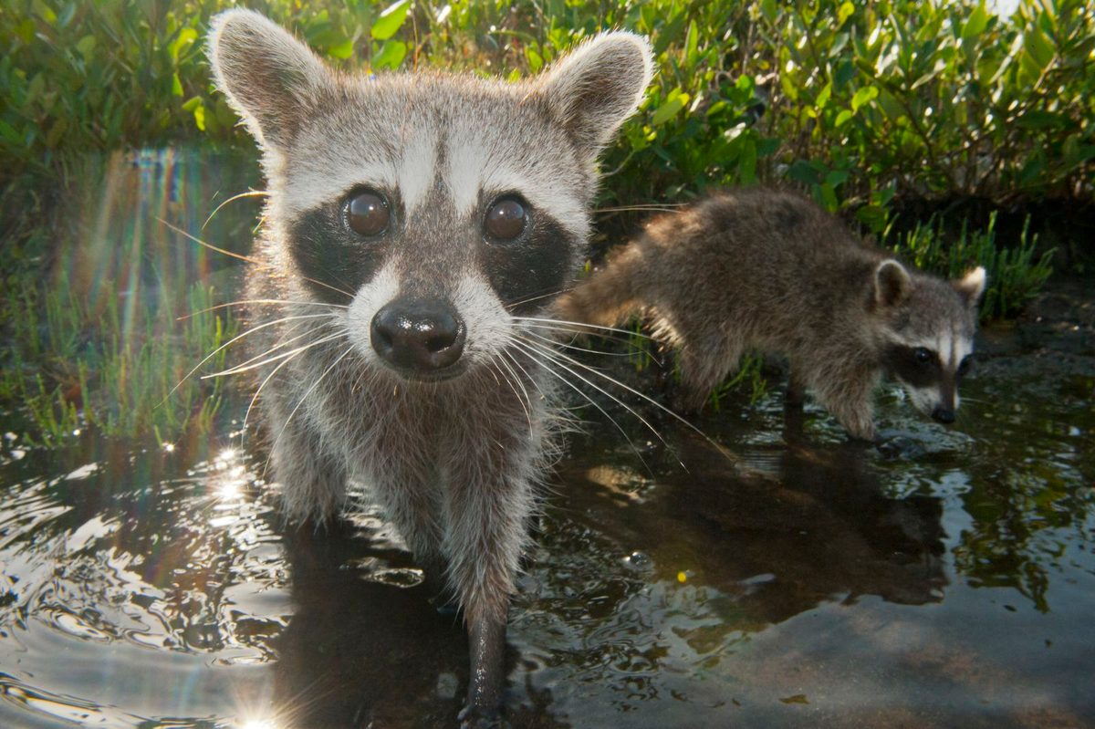 These Adorable, Critically Endangered Pygmy Raccoons in Cozumel Are Teaching One Another to Turn Trash Into Toy Balls