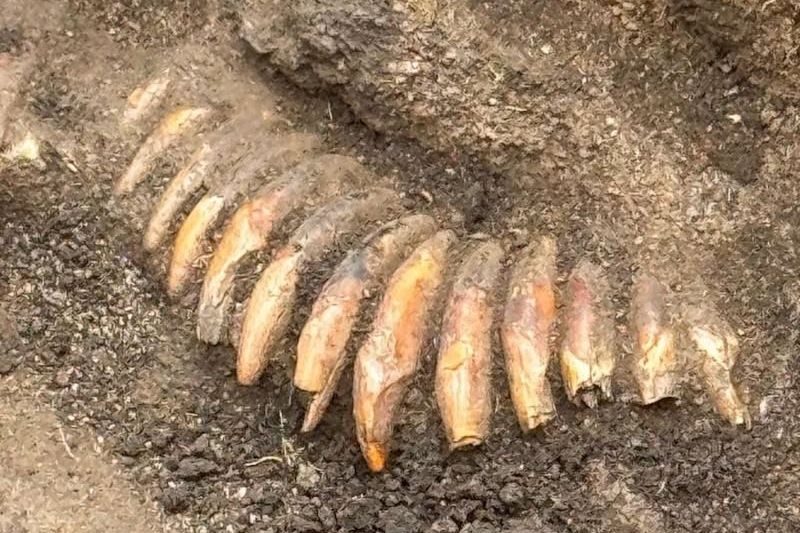 Archaeologists Excavating a Roman-Era Cemetery in Poland Were Surprised to Stumble Upon a 5,000-Year-Old Necklace Made…