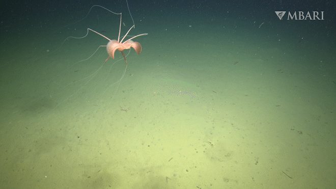 Watch the first-ever footage of a rare deep-sea squid in the northeastern Pacific