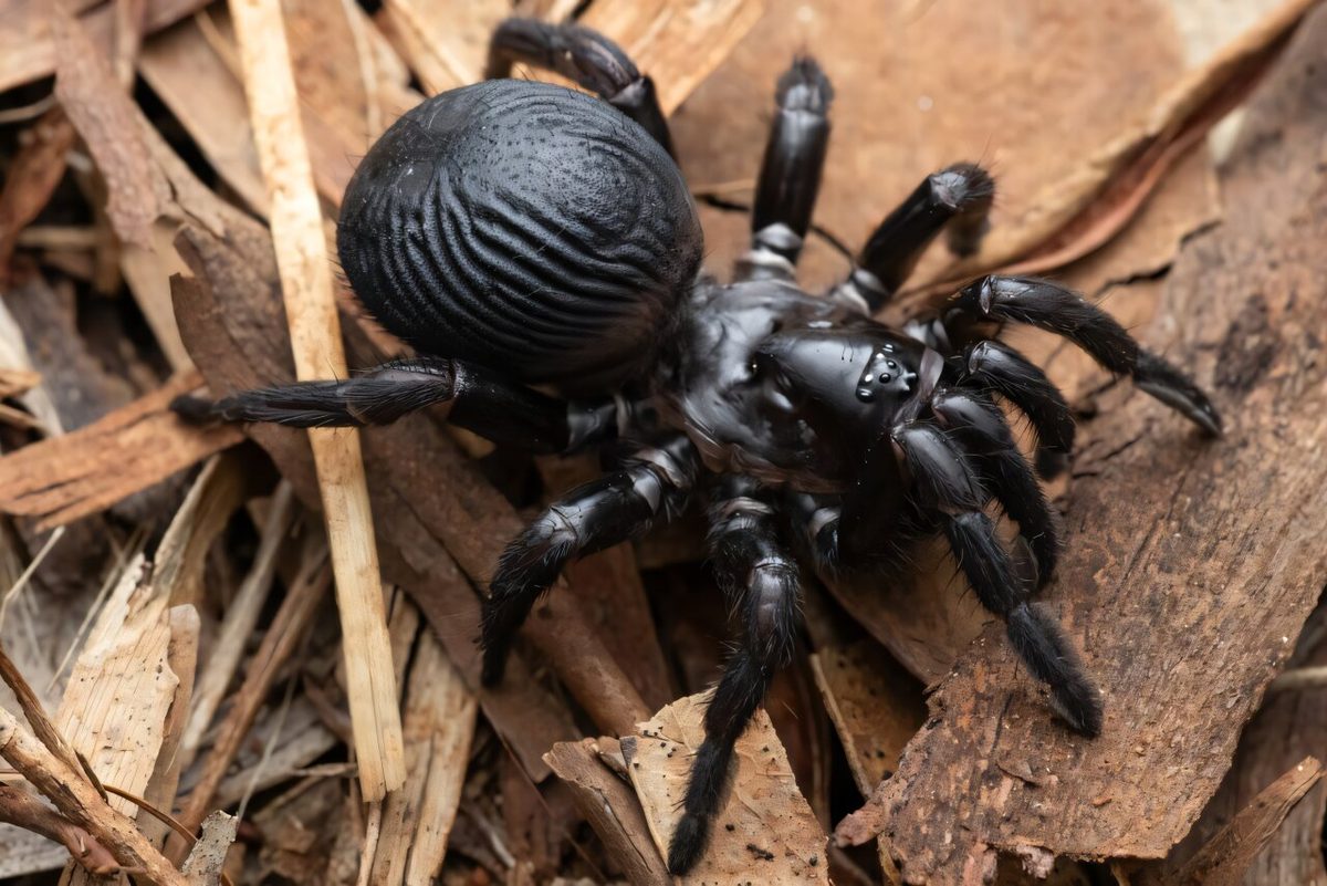 The trapdoor spiders giving a leg up to science
