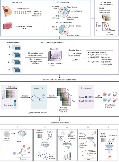 An operational perturbation proteomics-based virtual cell model
