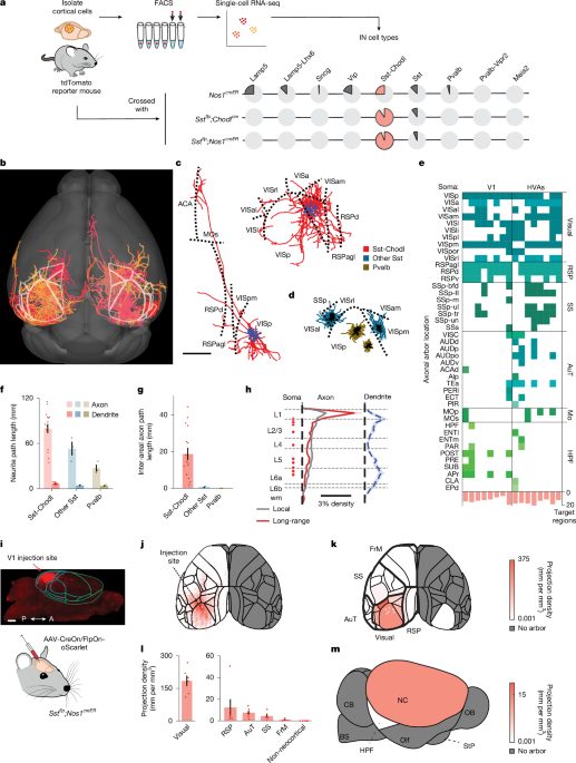 Neocortical long-range inhibition promotes cortical synchrony and sleep