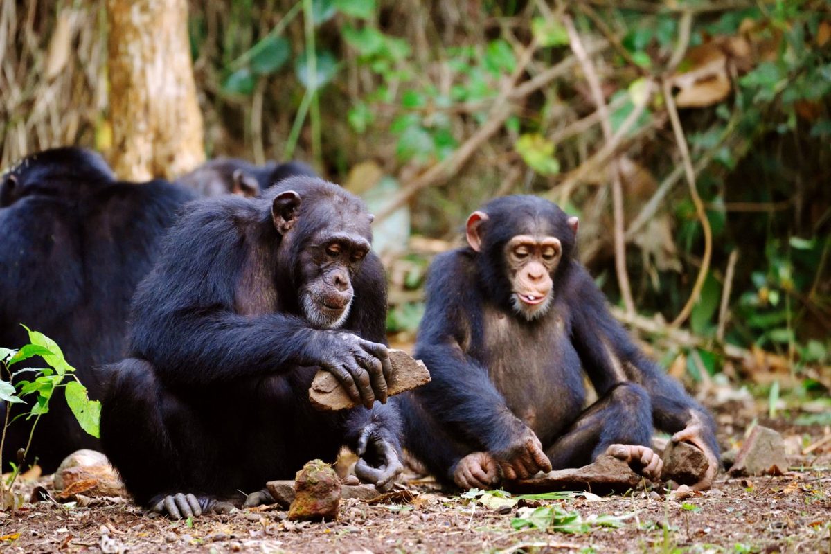 Why our common ancestor with chimpanzees keeps getting further away
