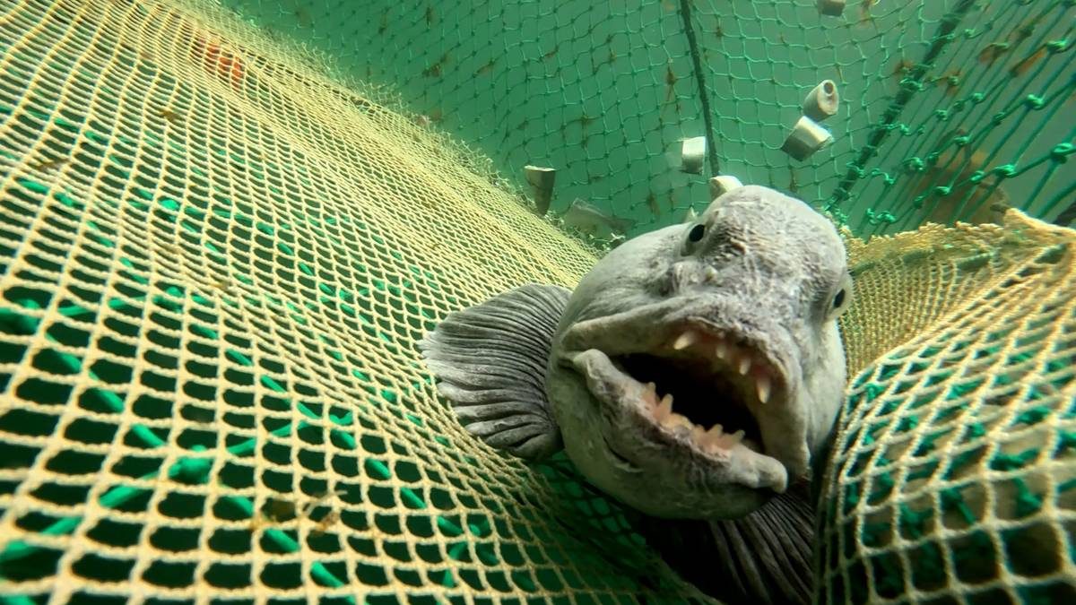 Glupsk rovfisk kan redde tareskogen
