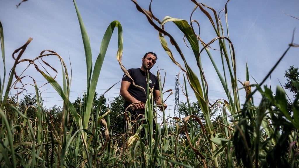 Des pertes indemnisées qui diminuent alors que les primes augmentent: seul 1 agriculteur sur 5 est aujourd'hui couvert…
