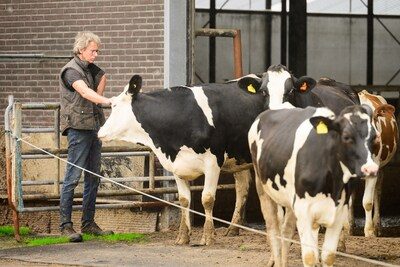 Kabinet wil biologisch boeren aantrekkelijker maken: worden zij de grote winnaars van de nieuwe stikstofplannen?