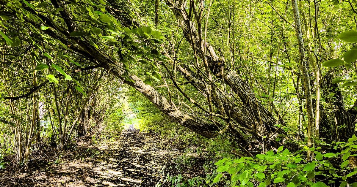 La suite du pré-RAVeL à Silly : une voie moins large et plus verte