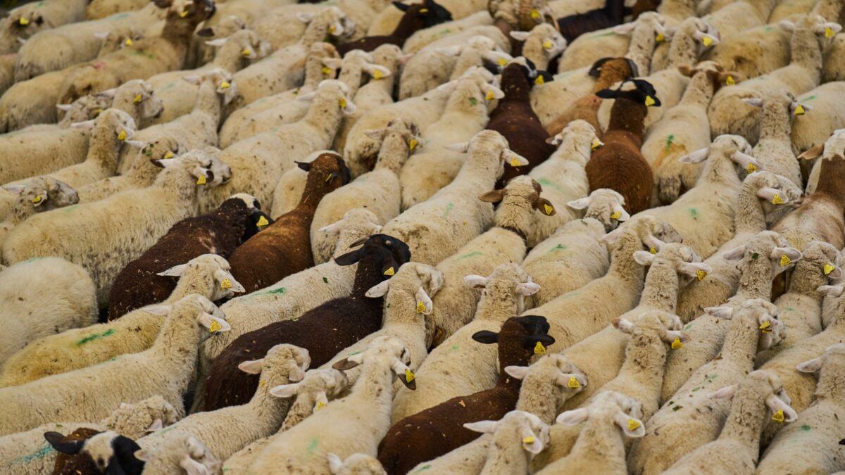 “Non è un sistema di marcatura adeguato per capre e pecore”: gli allevatori veneti protestano contro la nuova normativa…