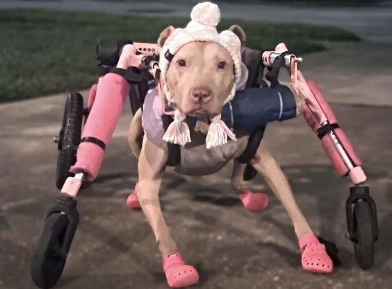 Rubano la carozzina a Baby, un’anziana pitbull della Florida: ora lei può tornare a muoversi grazie alla beneficenza