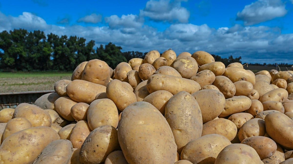 KartoffelTopp in Stendal setzt auf Kartoffelgerichte | Stendal-News