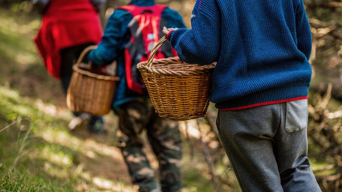 Nowy sposób na podróżowanie po Europie. O co chodzi w mykoturystyce?