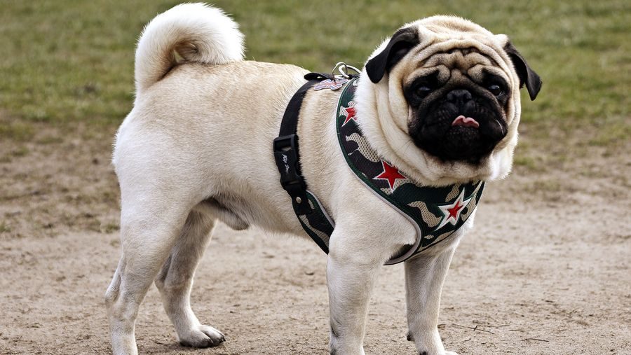 Din hund snyder dig