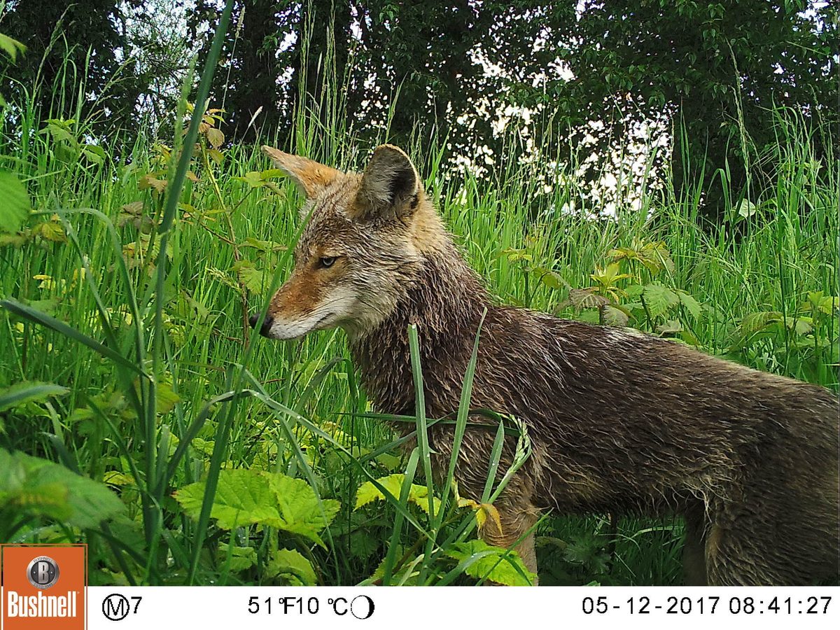 Coyote density is 9 times higher in Seattle than in Washington's wildlands
