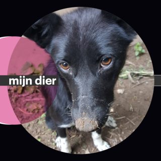 Adoptiehond Bim kijkt altijd mee over de schouder van zijn baasje