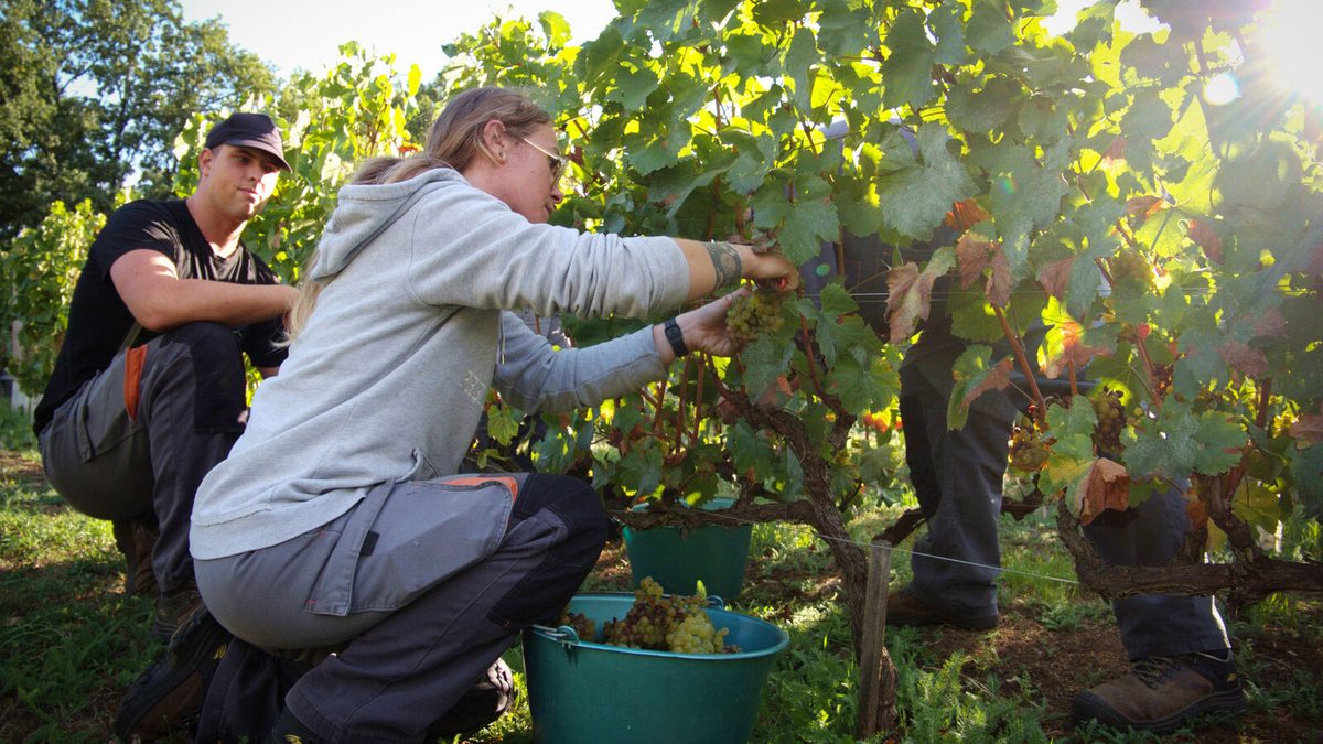 « C’est pas toutes les villes qui ont leur propre vin ! » : à Sannois, Joëlle et Matteo sont agents municipaux et... vi…