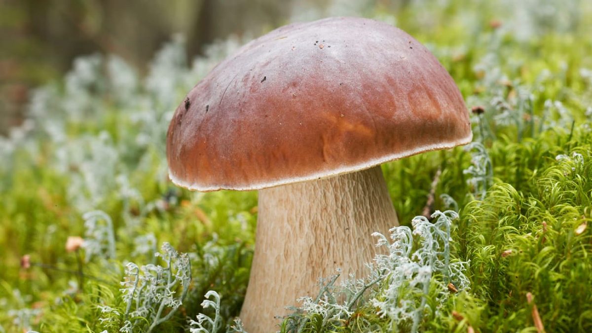 Steckbrief - Alles Wissenswerte zum Steinpilz