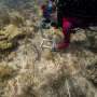 As oceans warm, Florida scientists hunt for heat-resistant coral