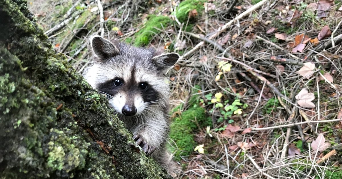 80 ratons laveurs neutralisés depuis janvier à Marche: "On mène une croisade alors que tous les voisins ne s'en soucien…