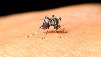 Dodental westnijlvirus stijgt naar 3, aantal besmettingen verdubbeld, meldt RIVM